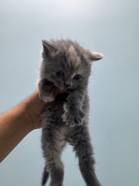Котяты чистокровные — 2