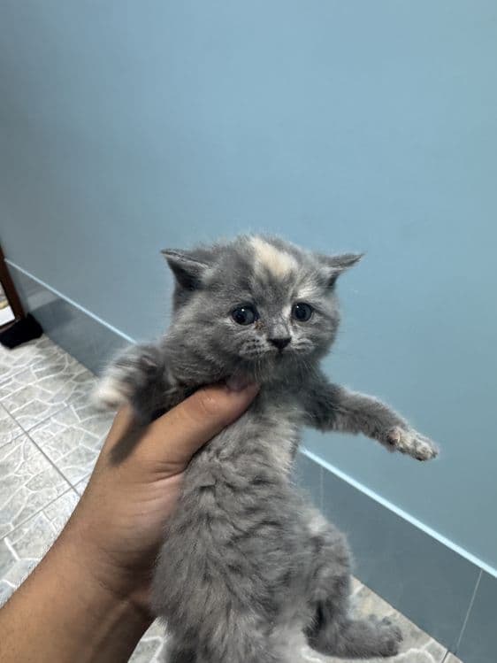Котяты чистокровные — 3