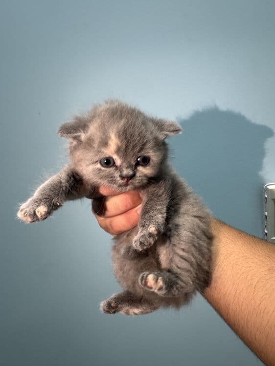 Котяты чистокровные — 5