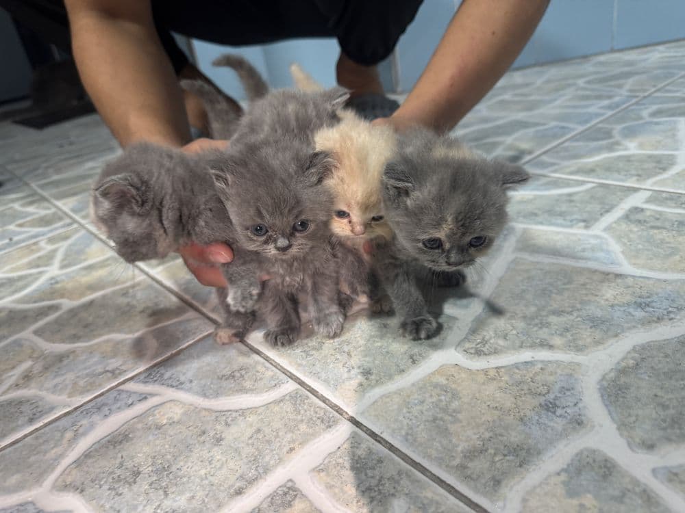 Котяты чистокровные — 6