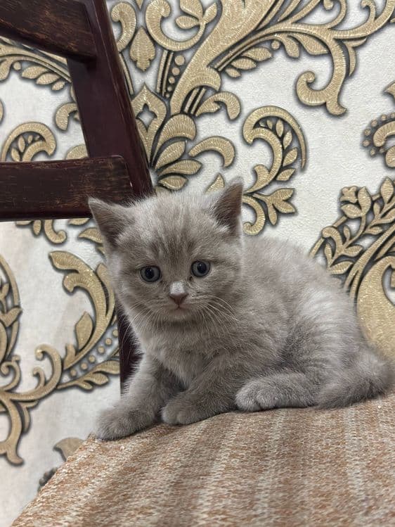 Кошка Скоттиш Страйт — 1