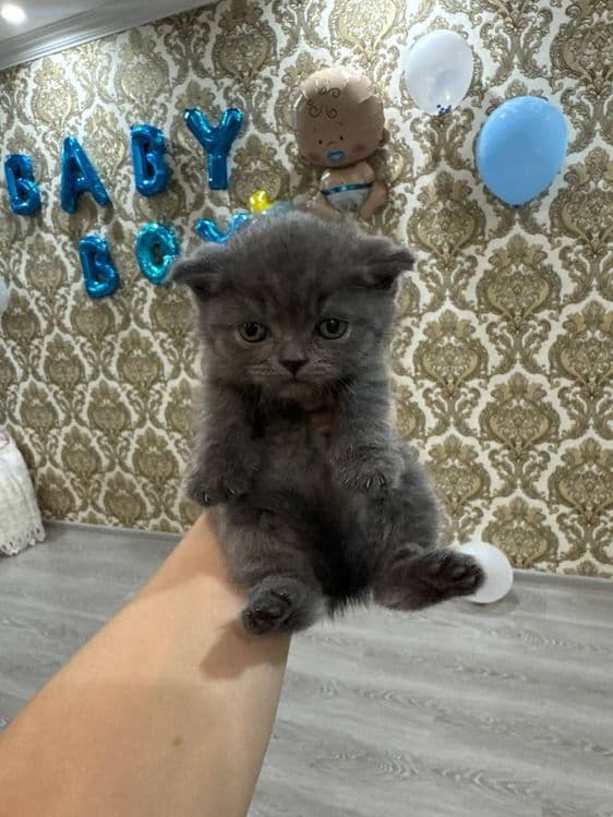 Кошка Скоттиш Страйт — 2