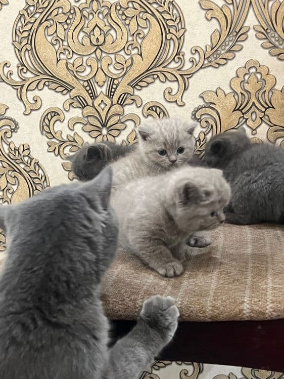 Кошка Скоттиш Страйт — 3