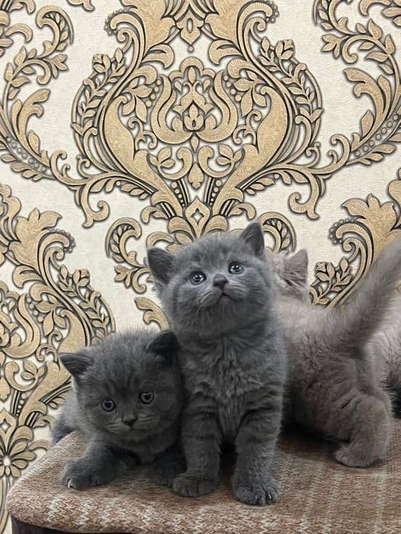 Кошка Скоттиш Страйт — 4