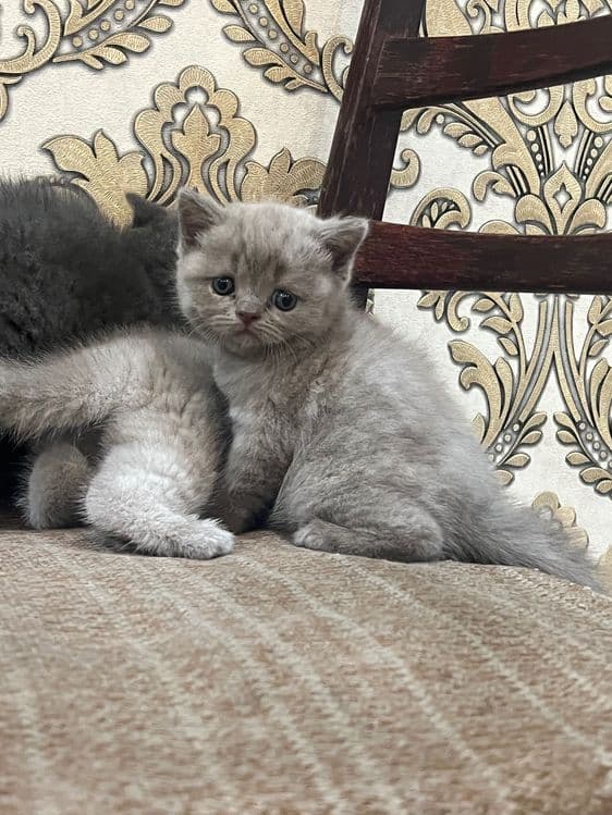 Кошка Скоттиш Страйт — 5
