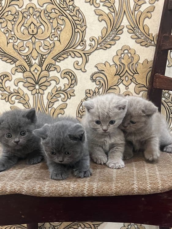 Кошка Скоттиш Страйт — 6