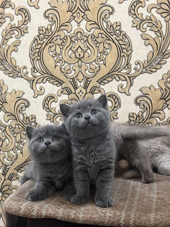 Кошка Скоттиш Страйт — 7