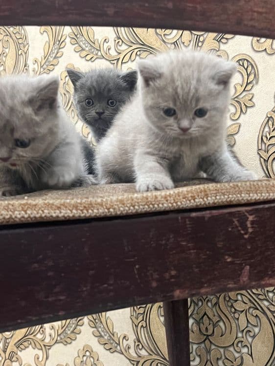 Кошка Скоттиш Страйт — 8