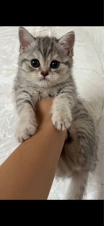 Продаётся Котенок — 2