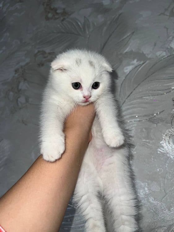 Продаётся Котенок — 3