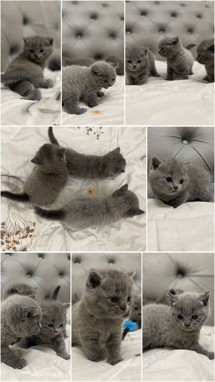 Скоттиш фолд scottish fold шотландцы котята мушук британка — 2