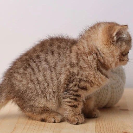 Золото Таби Британский Угил — 5