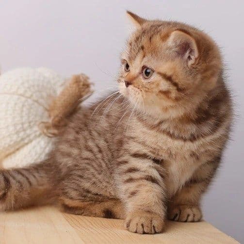 Золото Таби Британский Угил — 6