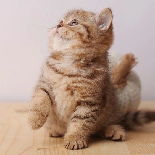 Золото Таби Британский Угил — 7