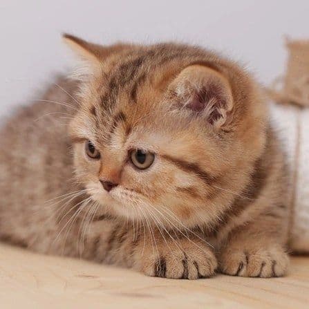 Золото Таби Британский Угил — 8