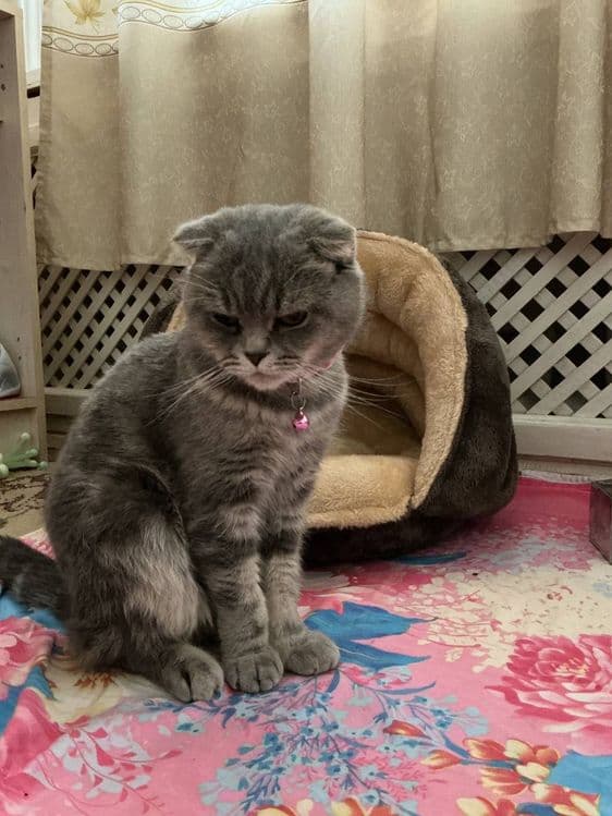 Продаётся кошка. — 2