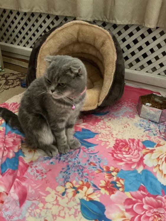 Продаётся кошка. — 3