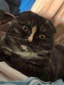 Scottish fold. 10 месяцев, девочка домашняя