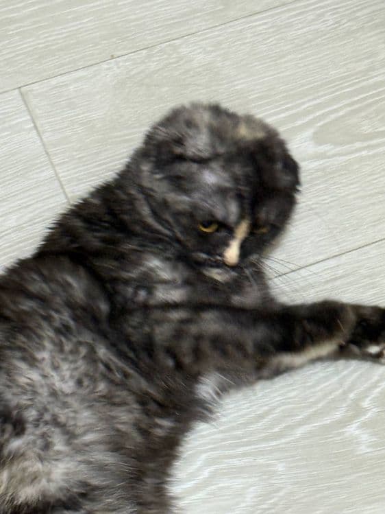 Scottish fold. 10 месяцев, девочка домашняя — 2