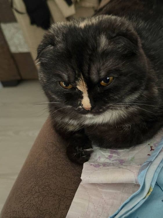 Scottish fold. 10 месяцев, девочка домашняя — 3