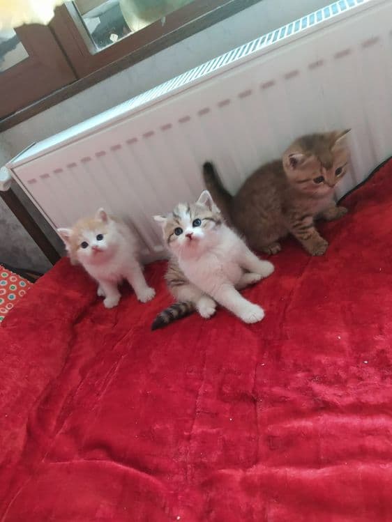 Папа Шотландский вислоухий фолд 
Мама Британский страйт — 1