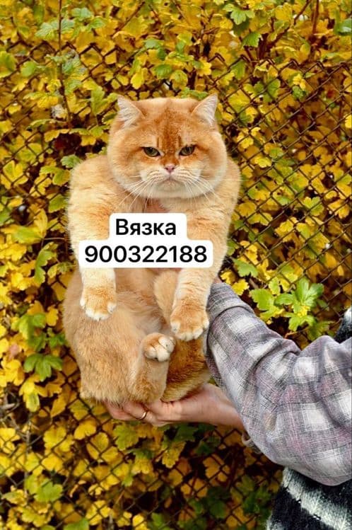 Вязка чистокровного ny12 — 1