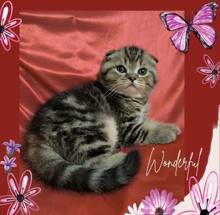 Срочно не дорого продается котенок! — 2
