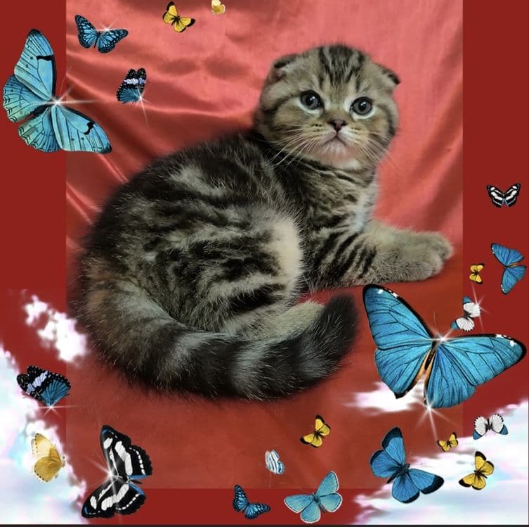 Срочно не дорого продается котенок! — 3