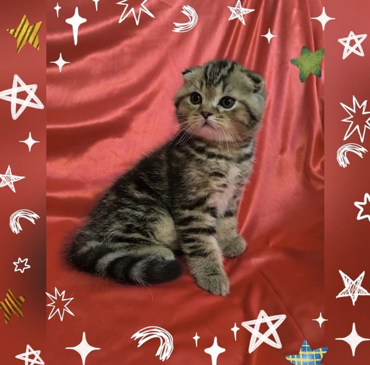 Срочно не дорого продается котенок! — 4