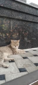 Scottish fold shinshilla