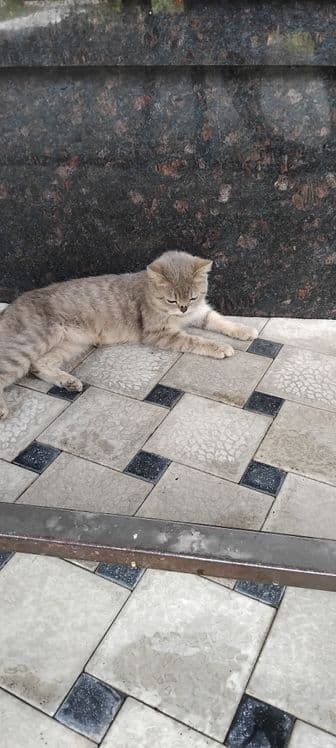 Scottish fold shinshilla — 2