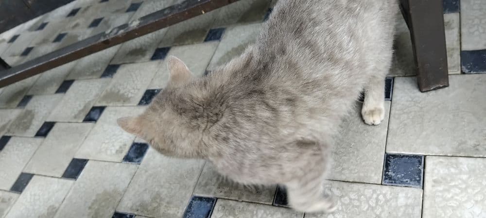 Scottish fold shinshilla — 3