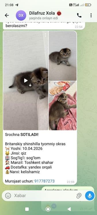 Shu mushuk sotiladi — 3