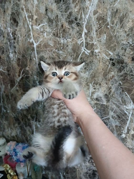 продаю котёнка девачку — 2