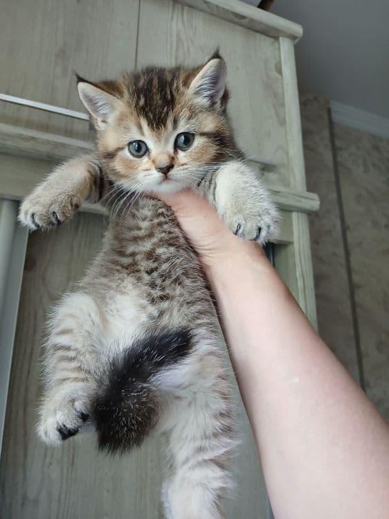 продаю котёнка девачку — 3