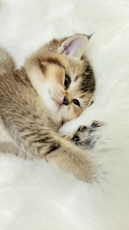 продаю котёнка девачку — 4