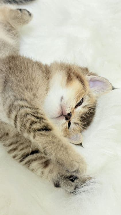 продаю котёнка девачку — 5