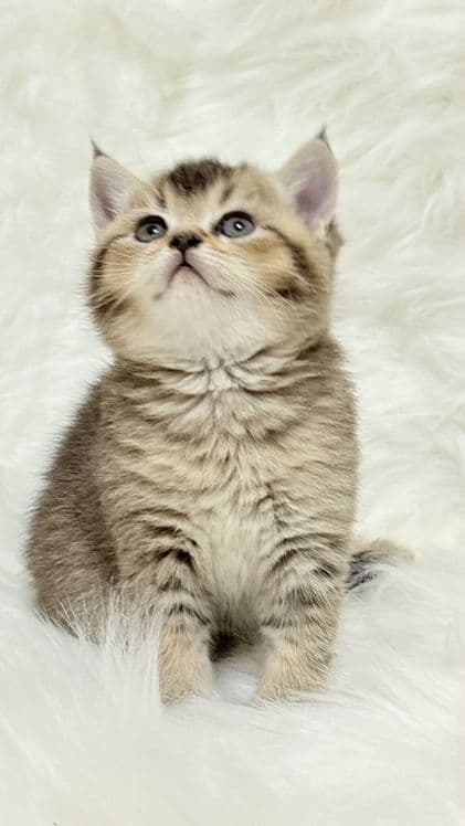 продаю котёнка девачку — 6