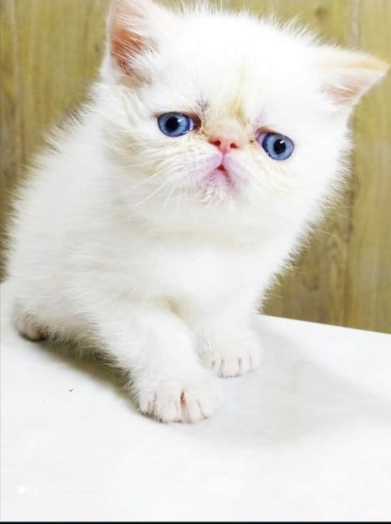 Продам котёнка 3 месяцев. Экзот — 1