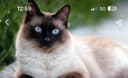 Прадается Сиамский кошка очень большое