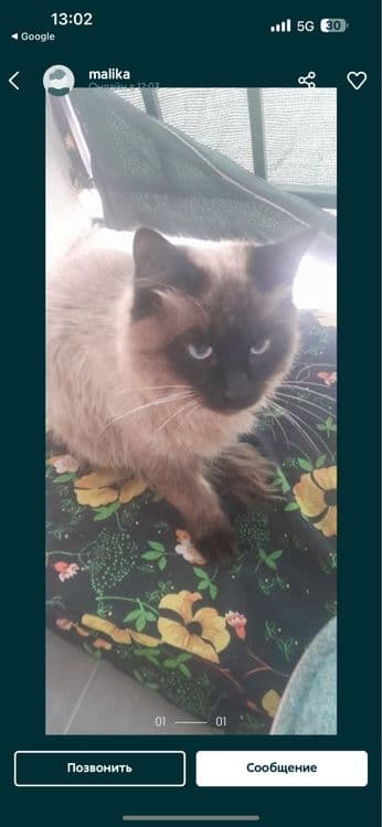 Прадается Сиамский кошка очень большое — 3