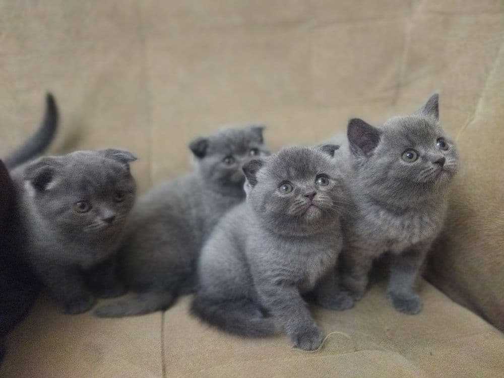 Котята скоттиш фолд страйт кошки шотландские вислоухие — 1