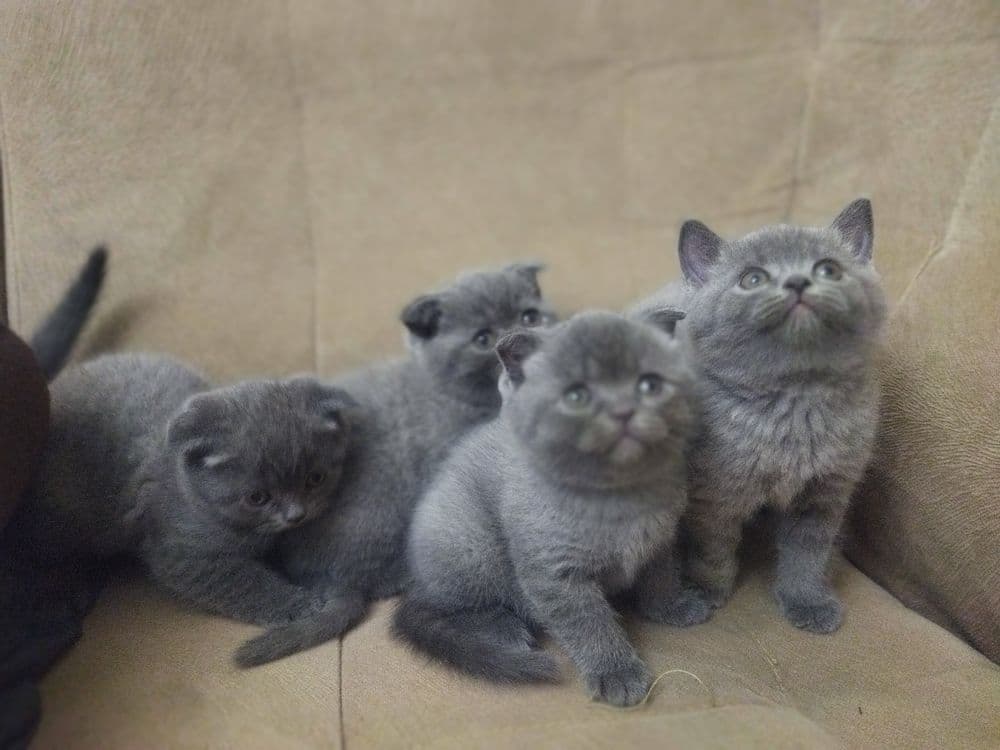 Котята скоттиш фолд страйт кошки шотландские вислоухие — 2