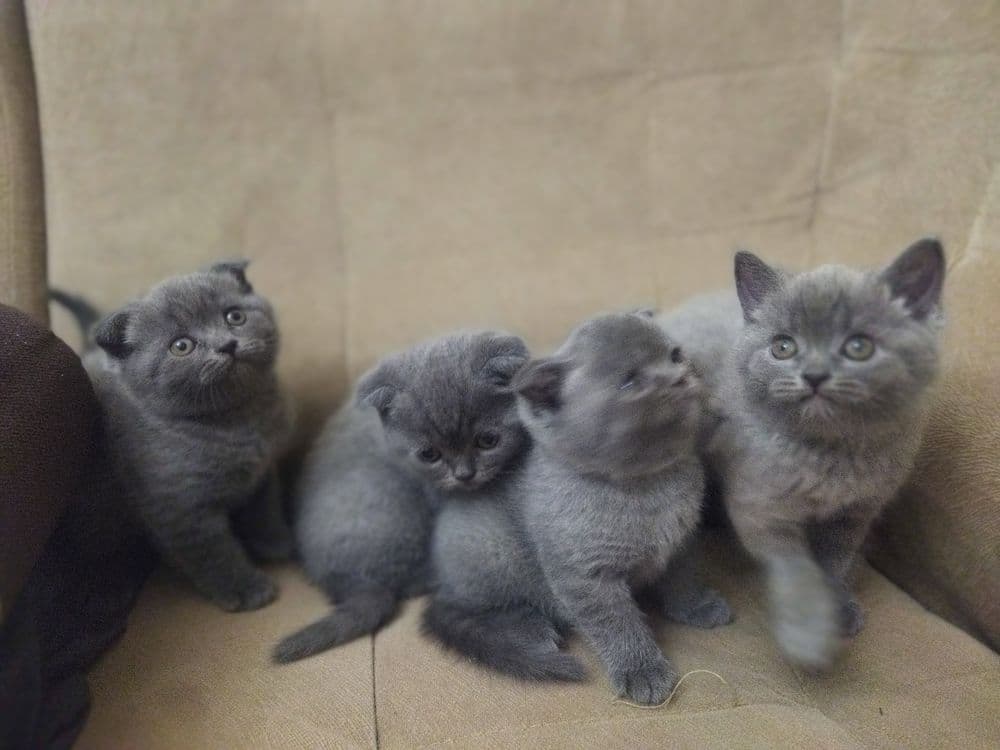 Котята скоттиш фолд страйт кошки шотландские вислоухие — 3
