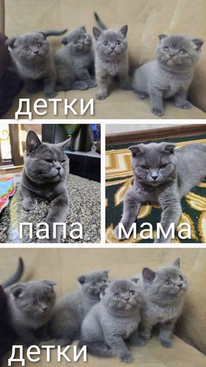 Котята скоттиш фолд страйт кошки шотландские вислоухие — 4