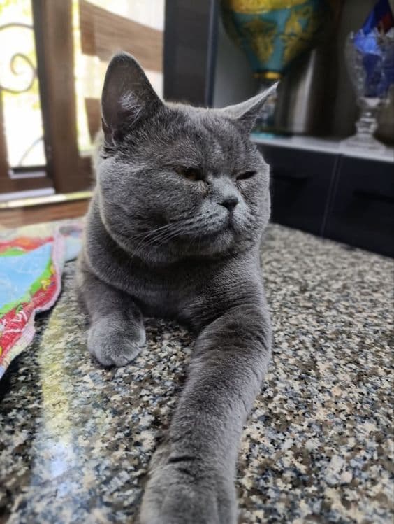 Котята скоттиш фолд страйт кошки шотландские вислоухие — 5