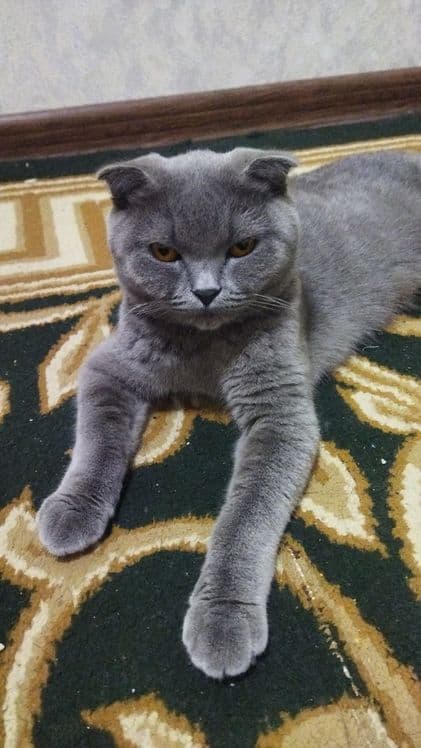 Котята скоттиш фолд страйт кошки шотландские вислоухие — 6