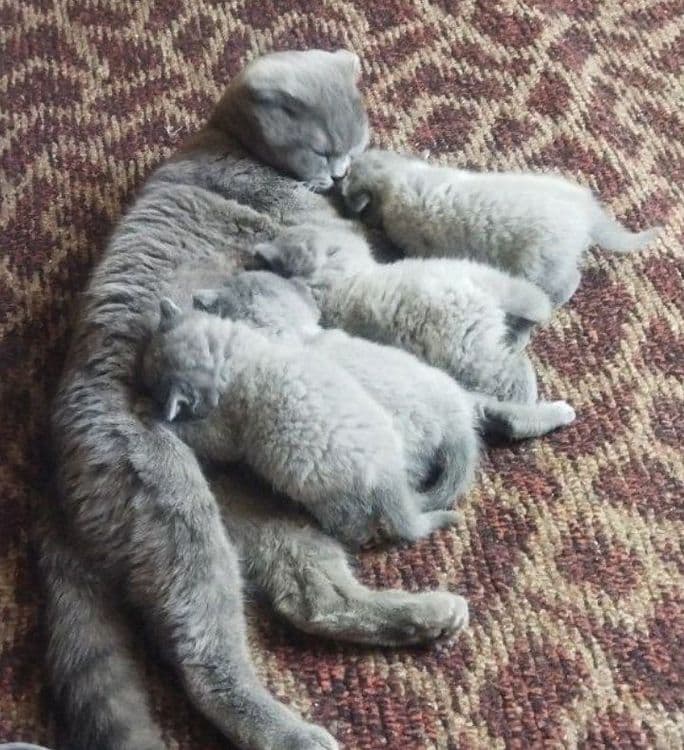 Котята скоттиш фолд страйт кошки шотландские вислоухие — 7