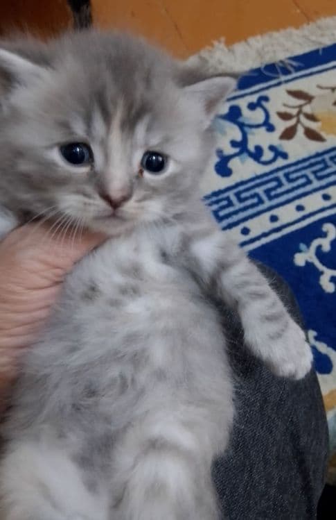 Продам котят породы манчкин — 2