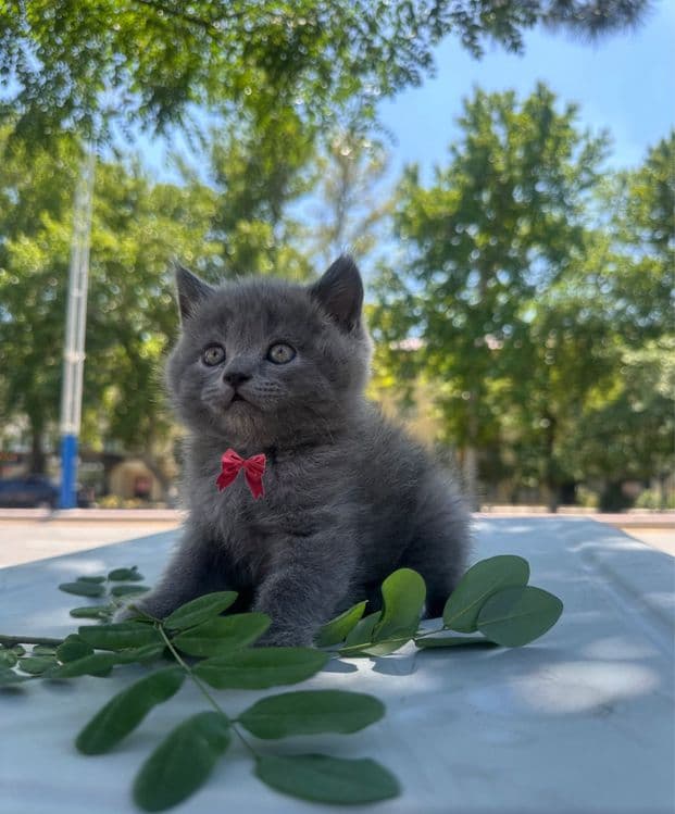 Mushuk sevarlar uchun Mushuklar — 2